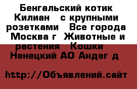 Бенгальский котик Килиан , с крупными розетками - Все города, Москва г. Животные и растения » Кошки   . Ненецкий АО,Андег д.